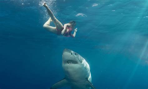 venice beach florida shark attack